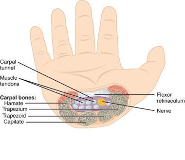 What is the Correct Hand Position for Typing? - The Nature Hero