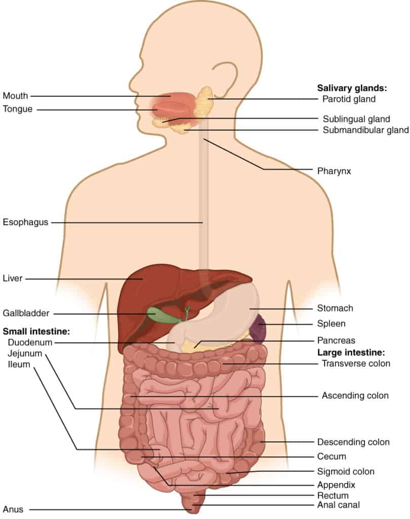 Anatomy of digestive system