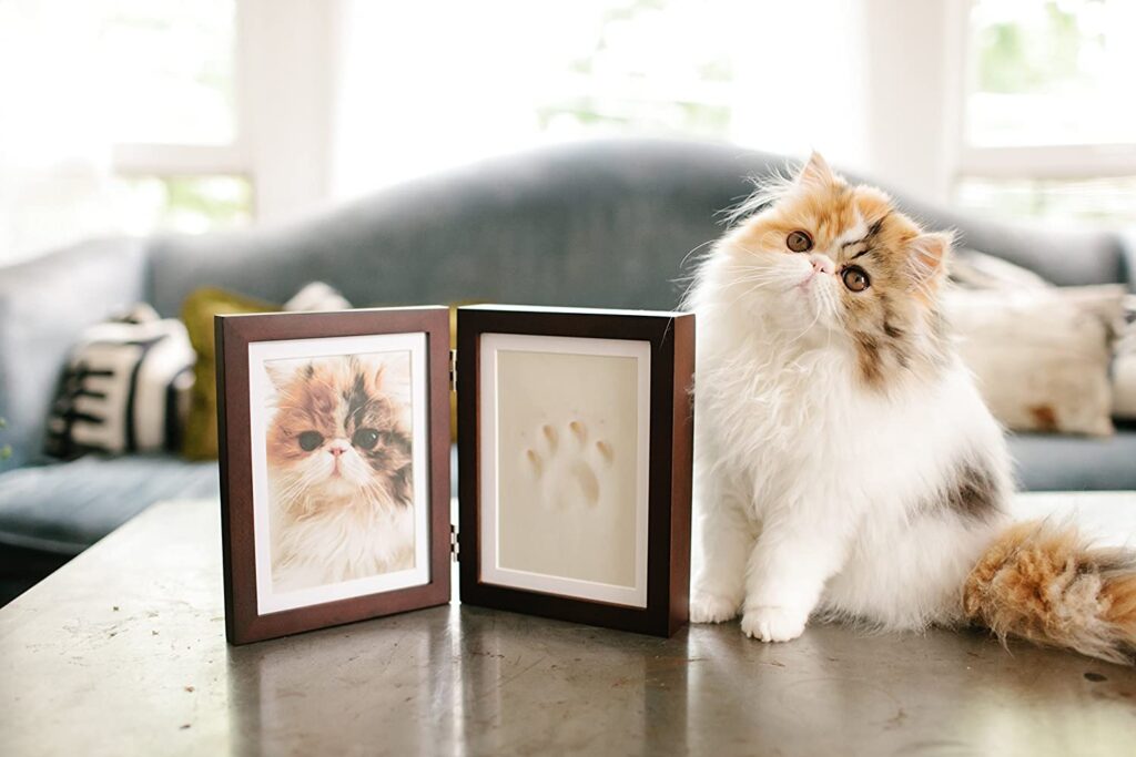 Cute pet picture framed with paw imprint