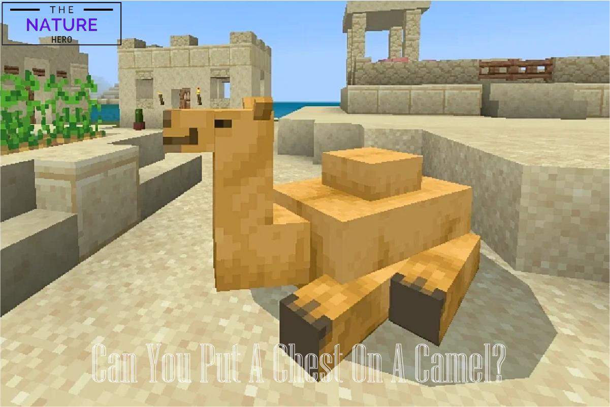 Can You Put Chests On Camels In Minecraft? - The Nature Hero