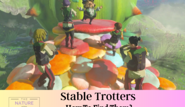 stable trotters