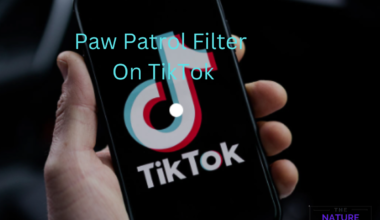 Paw Patrol Filter On TikTok