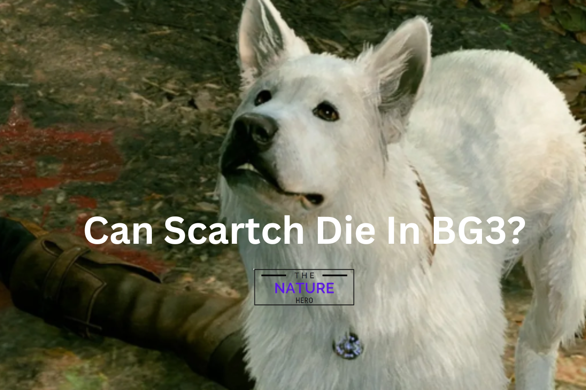 Can Scratch Die In BG3? The Nature Hero