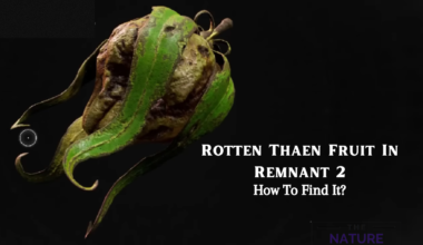 Rotten Thaen Fruit In Remnant 2