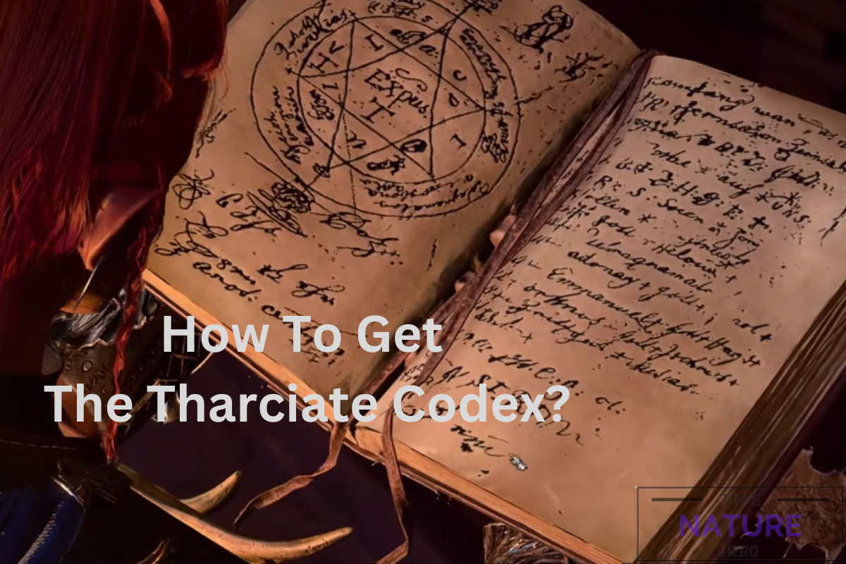 How To Get The Tharciate Codex In Baldur S Gate 3 The Nature Hero   Why Is Zhentarim Basement Empty In BG3 1 