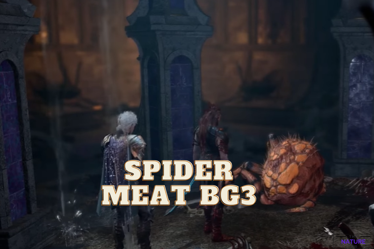 Finding Spider Meat In BG3 All Outcomes The Nature Hero   Spider Meat Bg3 