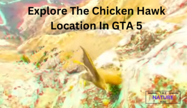 Explore The Chicken Hawk Location In GTA 5