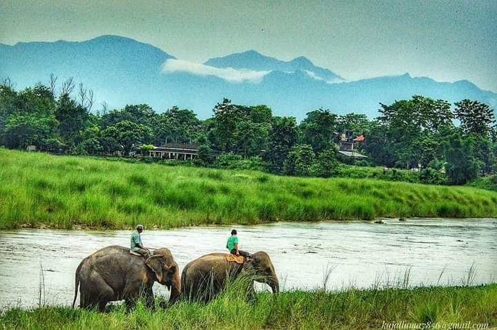 jungle safari chitwan national park
