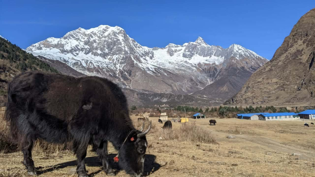yak nepal adventure Nepal Royal Tourism Holiday 