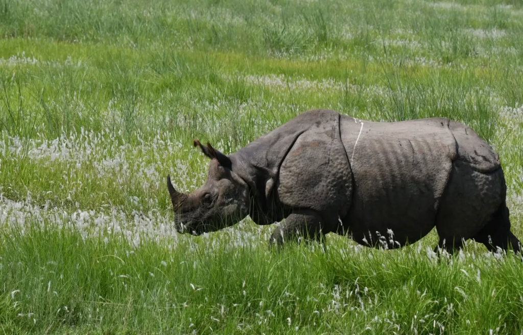 chitwan national park 