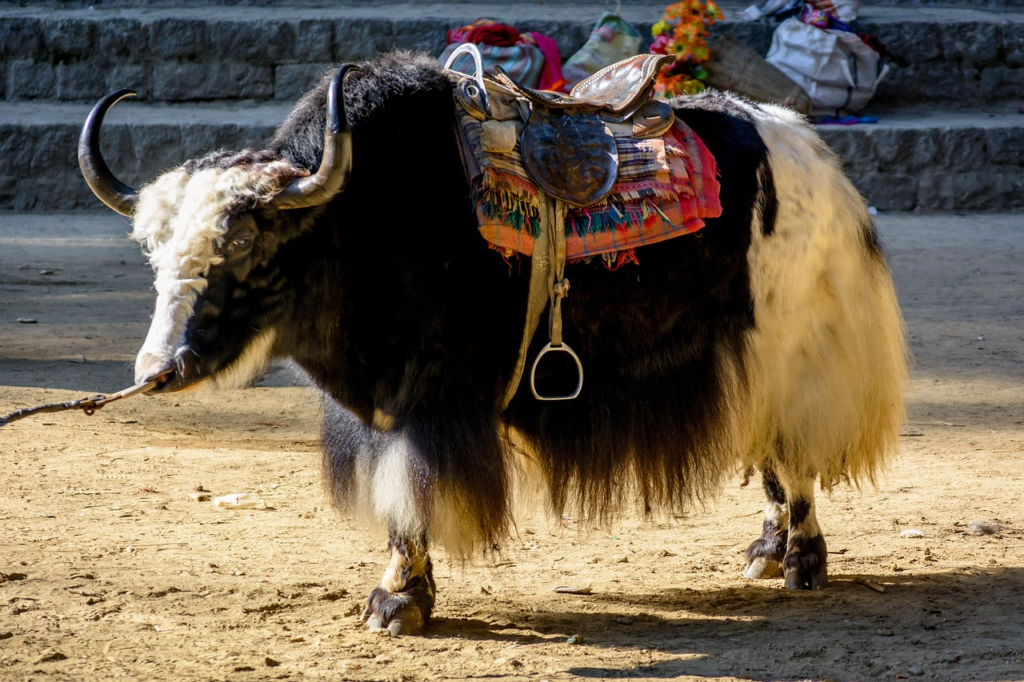 yak in himalaya
